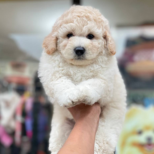 : Chó Poodle con trắng đáng yêu, cần tiêm phòng để phòng tránh bệnh Care.
