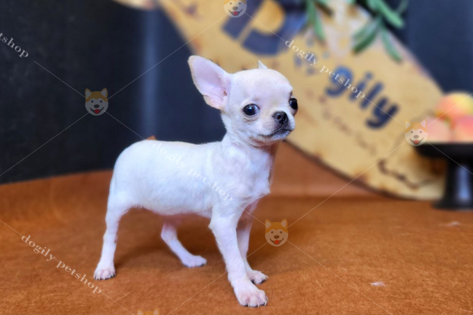 Chó Chihuahua lông ngắn
