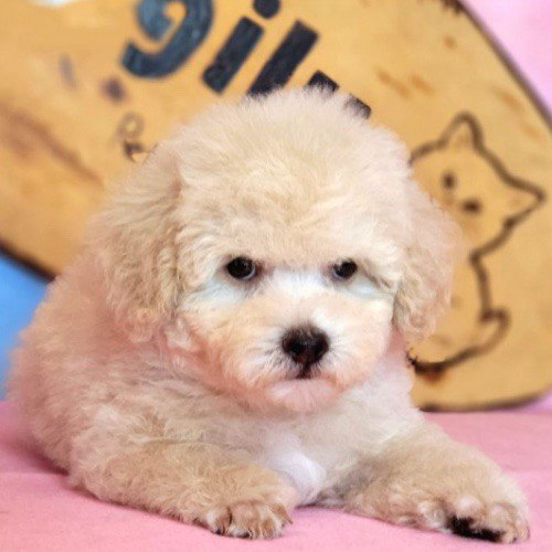 Chó Poodle lông màu vàng mơ cam nhạt, ánh sáng ấm áp, trẻ trung và tươi sáng.