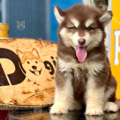 Chomeocanh.com cung cấp dịch vụ mua bán chó Alaska trả góp dành cho mọi khách hàng