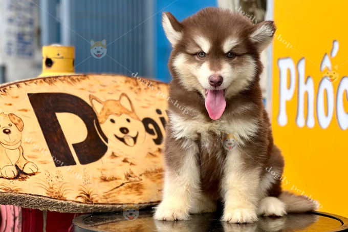 Chomeocanh.com cung cấp dịch vụ mua bán chó Alaska trả góp dành cho mọi khách hàng