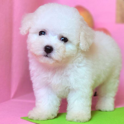 Bé chó Bichon Frise trắng 2 tháng tuổi lông bông siêu dễ thương