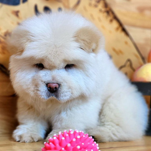 Chow Chow lông trắng kem, mũi hồng độc đáo, đang ngồi yên giữa không gian gỗ ấm áp.