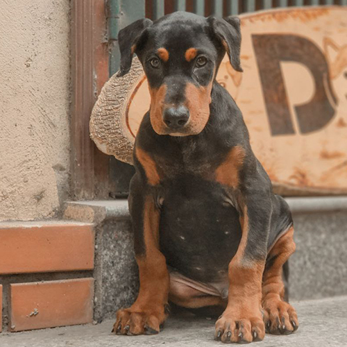 Chó Doberman con tên Freya ngồi nghiêng đầu trên bậc thềm, lông đen vàng đặc trưng.