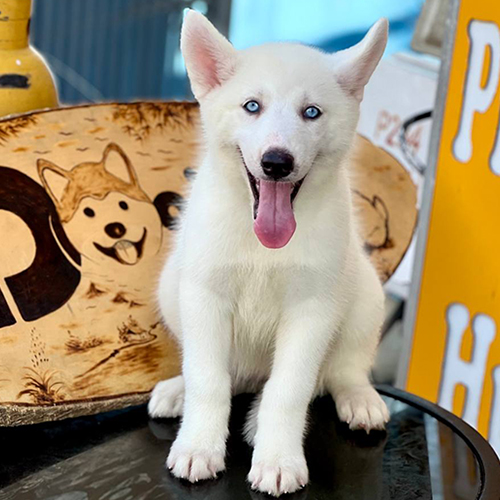 Đội chó Husky kéo xe trong tuyết giữa Cuộc đua Nhân từ lịch sử