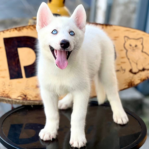 Chó Husky con trắng tuyền mắt xanh, thè lưỡi, đứng trên bàn đen