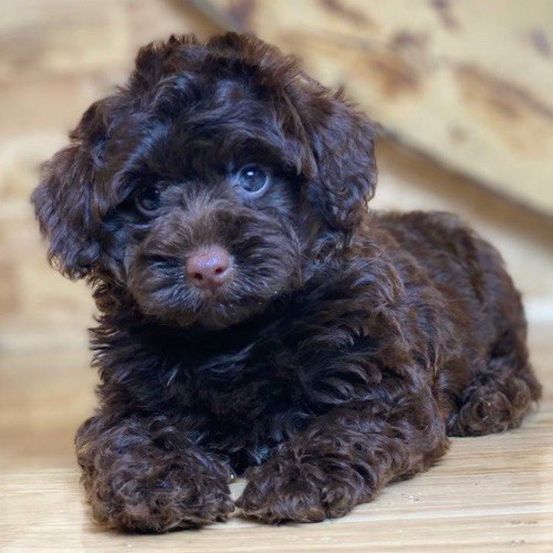 Chó Poodle lông nâu chocolate đậm, thân thiện và ấm áp, cần dưỡng lông thường xuyên.