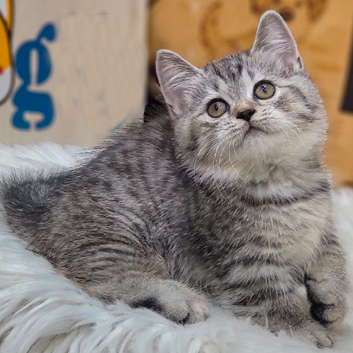 Mèo Munchkin Tabby cái chân ngắn với bộ lông vằn xám đáng yêu.