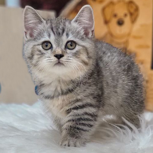 Mèo Munchkin chân ngắn Tabby, lông sọc vằn, đứng trên ghế lông trắng.