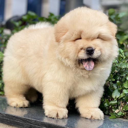 Chow Chow lông vàng kem bông xù, dáng tròn đáng yêu, đang đứng cạnh bồn cây.
