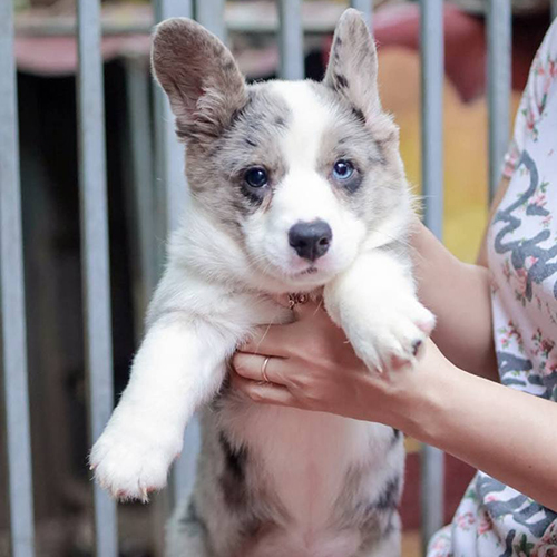 Chó Corgi 2 tháng tuổi đáng yêu, lông màu đặc biệt, đang được bế.