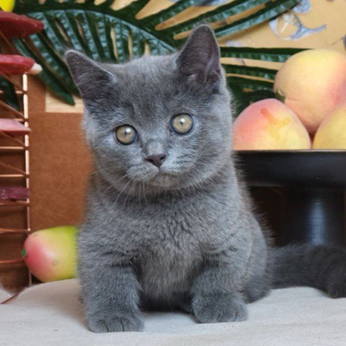 Mèo Munchkin lai Anh lông ngắn màu xám xanh với dáng ngồi nhỏ nhắn và đôi mắt tròn đáng yêu.