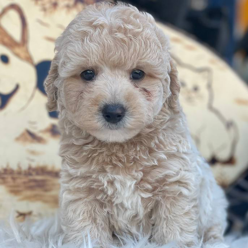 Chó Poodle kem đáng yêu nhưng có nguy cơ mắc bệnh đường ruột.