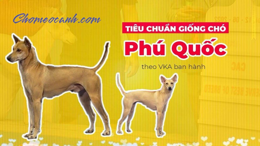 Tiêu chuẩn chó Phú Quốc thuần chủng