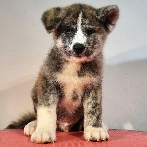 Chó Akita Inu Hiroshi 2 tháng tuổi, lông vện đẹp và ánh mắt thông minh