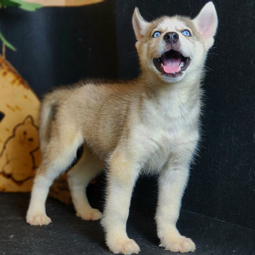 Chó Husky màu hồng phấn cười tươi sau buổi huấn luyện vui vẻ