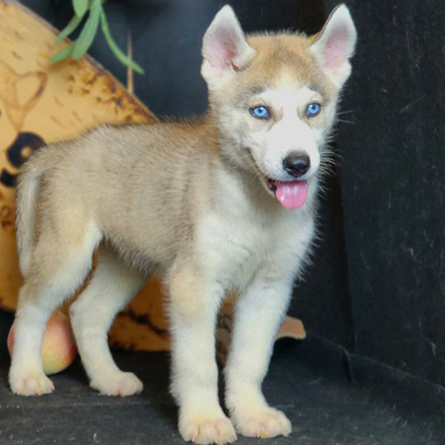 Chó Husky đứng lặng lẽ giữa vùng tuyết Siberia hoang vắng