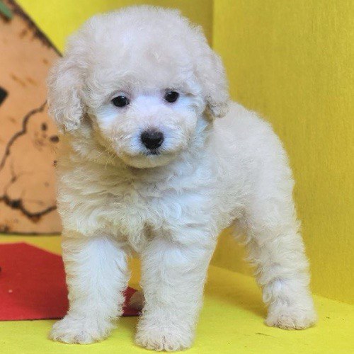Chó Poodle lông màu kem trắng pha vàng nhạt, nhẹ nhàng, thanh lịch và tinh tế.