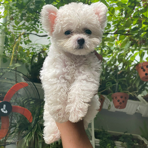 Chó Bichon Frise trắng Mimi 2 tháng tuổi tai bướm xinh xắn.