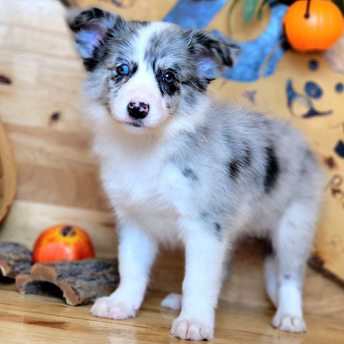 Chó Border Collie blue merle mắt xanh quyến rũ
