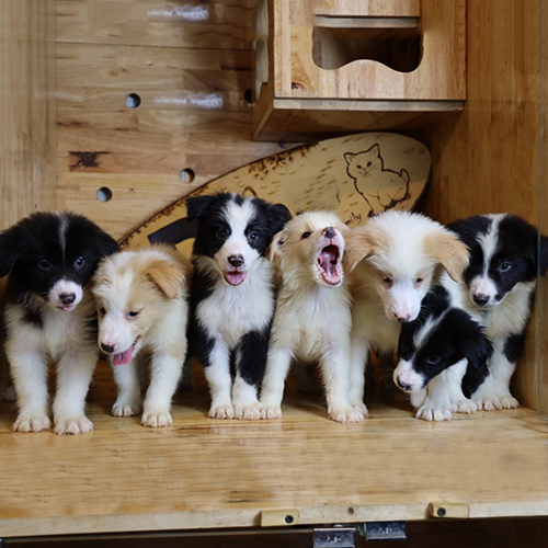 Đàn chó Border Collie thông minh và đáng yêu