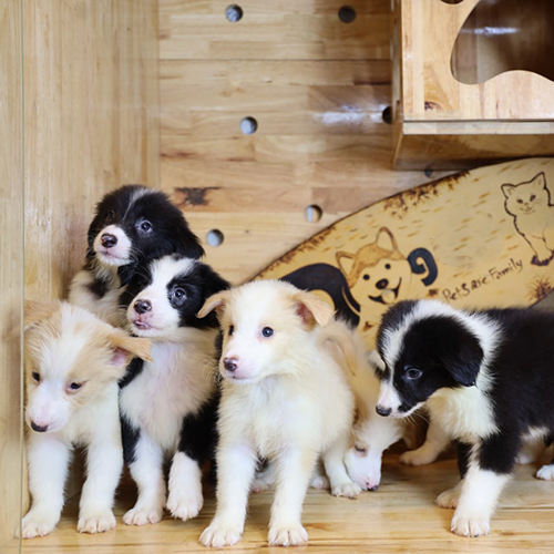 Đàn Border Collie dễ thương trong trại nhân giống