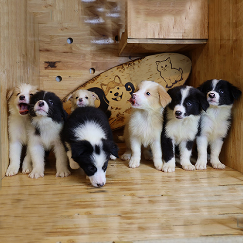 Đàn chó Border Collie con đáng yêu trong chuồng gỗ