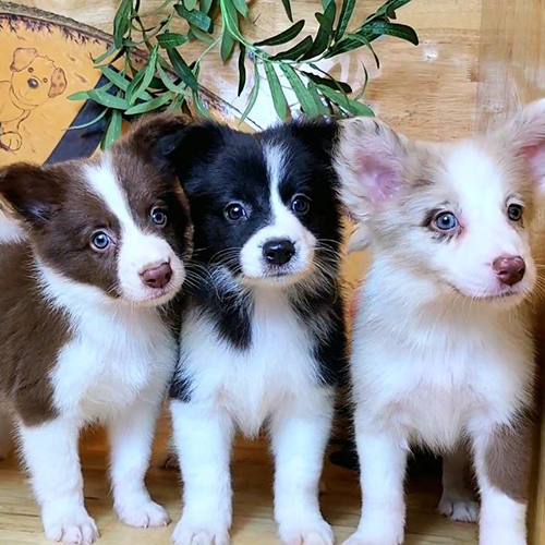 Ba chó Border Collie với ánh mắt sắc sảo, thông minh