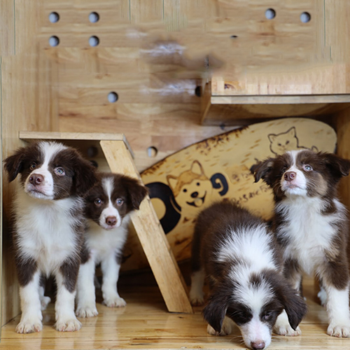 Đàn Border Collie nâu đỏ dễ thương trong nhà gỗ