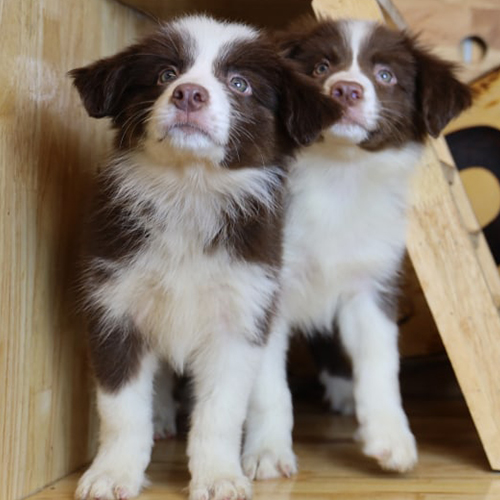 Hai chó Border Collie nâu đỏ trắng đáng yêu