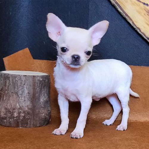 Chó Chihuahua cái lông màu kem đứng trên nền nâu trong studio thú cưng