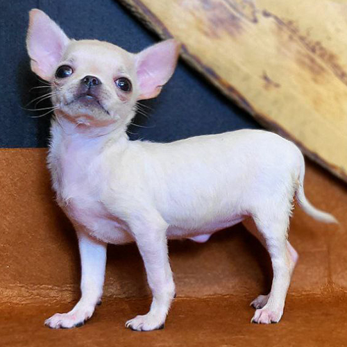 Chó Chihuahua con lông trắng kem đứng trên nền nâu gỗ.