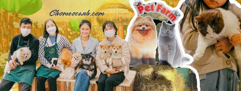Chomeocanh.com - địa chỉ uy tín hàng đầu cho những người có nhu cầu mua chó Corgi