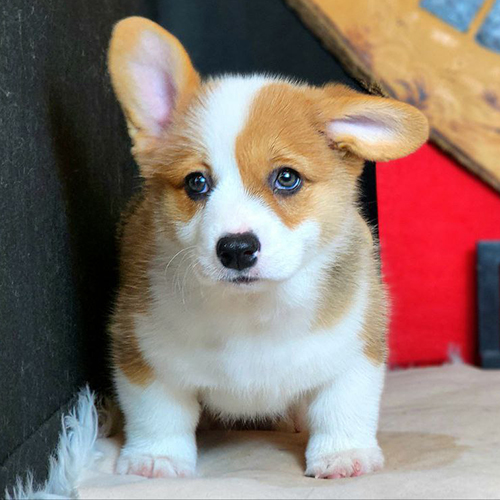 Chó Corgi chân ngắn màu vàng trắng với đôi mắt xanh long lanh