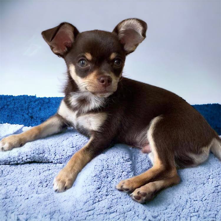 Marco