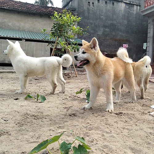 Chó Akita Inu màu vàng và trắng 2 tháng tuổi.