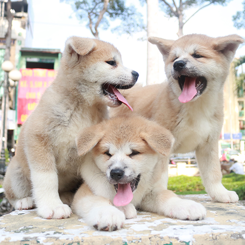 Ba chú chó Akita Inu con thuần chủng màu vàng trắng đang ngáp và chơi đùa cùng nhau