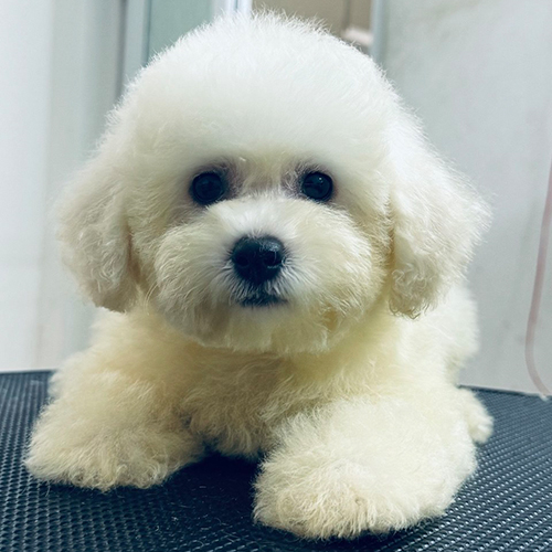 Chó Bichon Frise trắng Adel 2 tháng tuổi đáng yêu.