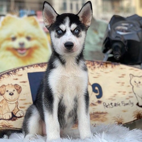 Chó Husky đen trắng lông dày đang ngồi nghiêm trang nhìn thẳng vào ống kính