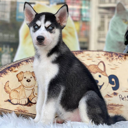 Chó Husky đen trắng mắt xanh dương, ngồi nghiêm túc tạo dáng trước phông nền cửa hàng thú cưng