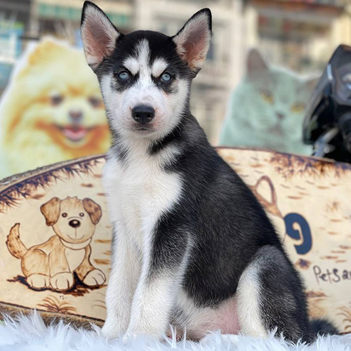 Chó Husky cái đen trắng đứng trên thảm lông trắng sang trọng
