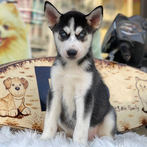Chó Husky đen trắng thuần chủng mắt xanh, ngồi nghiêm trên thảm lông