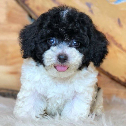 Chó Poodle lông đen trắng, pha trộn màu sắc độc đáo, ấn tượng và cuốn hút.