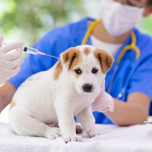 Chó con được tiêm phòng vắc-xin tại phòng khám thú y.