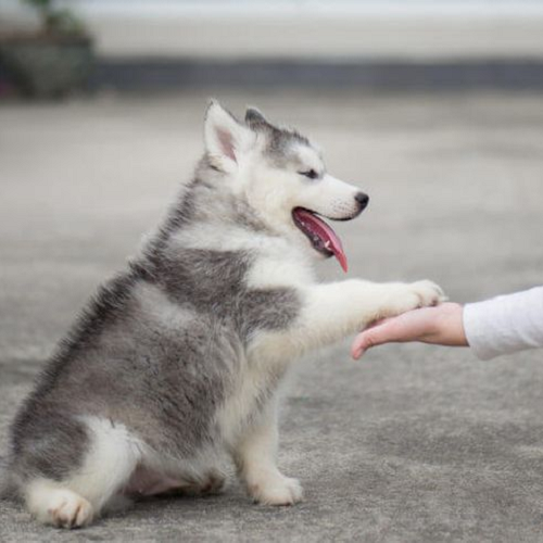 Chó Husky con ngồi bắt tay người đang huấn luyện