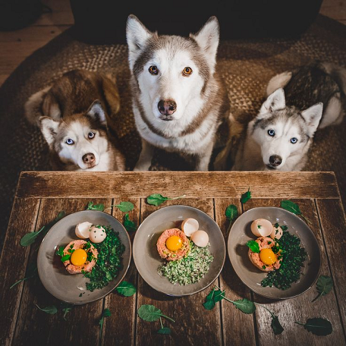 Ba chú chó Husky chăm chú nhìn vào ba bát thức ăn đầy đủ thịt, trứng, rau xanh được chuẩn bị kỹ lưỡng.