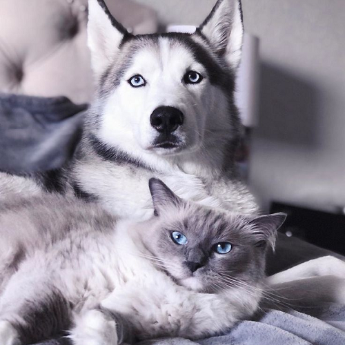 Chó Husky mắt xanh nằm cạnh mèo lông dài, cả hai cùng nhìn camera cực chill