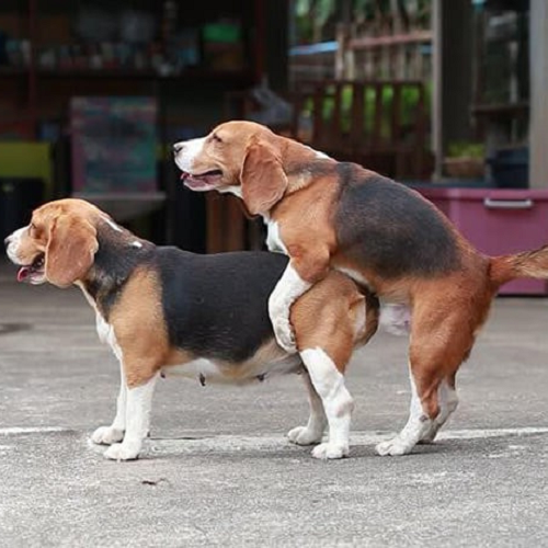 Dấu hiệu chó cái sắp salo, âm hộ sưng đỏ và chảy dịch.