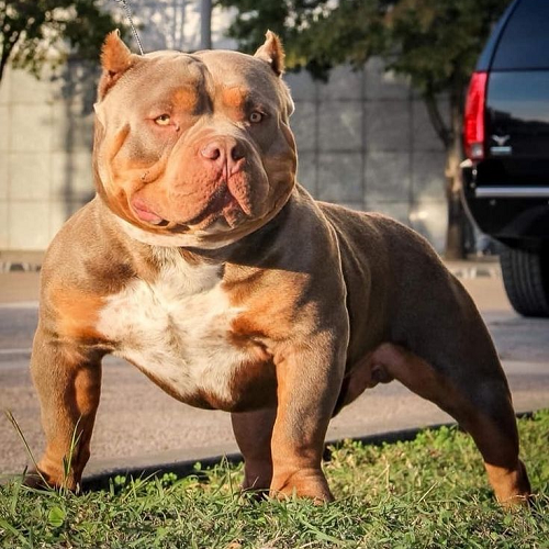 Chó Pitbull cơ bắp, dáng đứng oai vệ, lông màu nâu đỏ pha trắng, nhìn thẳng vào ống kính.