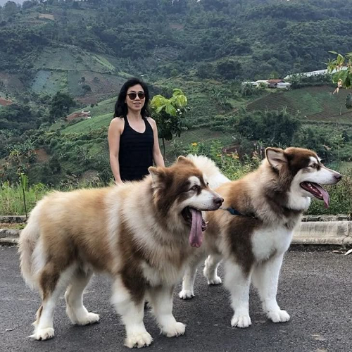 Điều kiện lý tưởng để phối giống Alaska Malamute thuần chủng - Tình trạng sức khỏe và phả hệ.